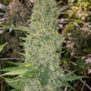 Growers Choice Bruce Banner Autoflower Samen – Bild 4
