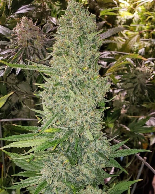 Growers Choice Bruce Banner Autoflower Samen – Bild 4