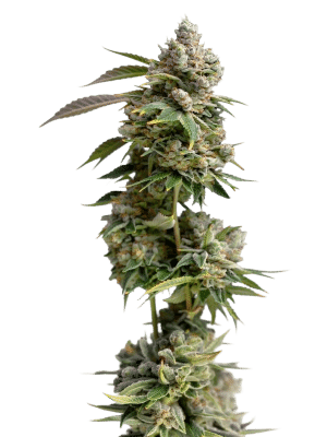 Bruce Banner Auto – Growers Choice feminisiert 3er Pack Cannabis Samen
