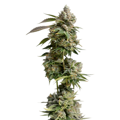 Bruce Banner Auto - Growers Choice feminisiert 3er Pack