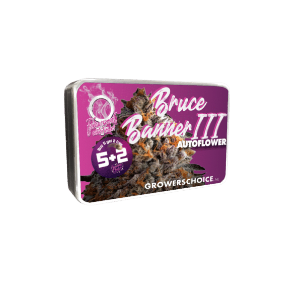 Growers Choice Bruce Banner Autoflower Samen – Bild 5