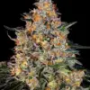 Barney's Farm bubba kush Samen