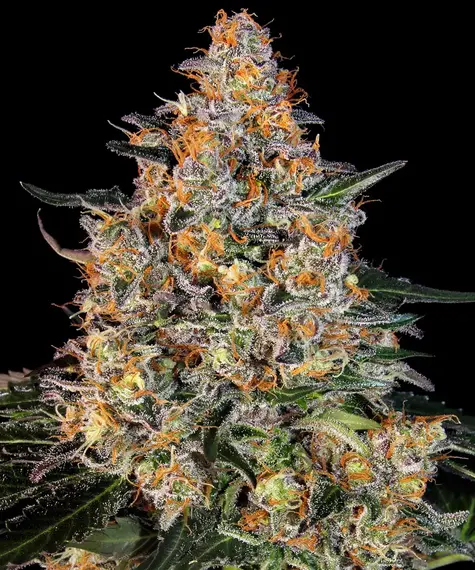 Barney's Farm bubba kush Samen