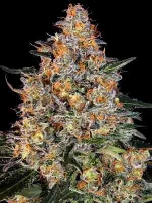 Bubba Kush - Barneys Farm feminisiert 3er Pack