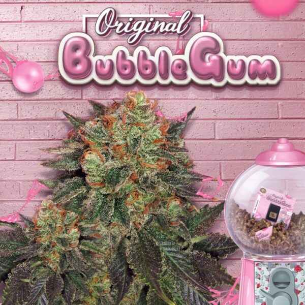 Bubblegum - T.H. Seeds feminisiert 6er Pack