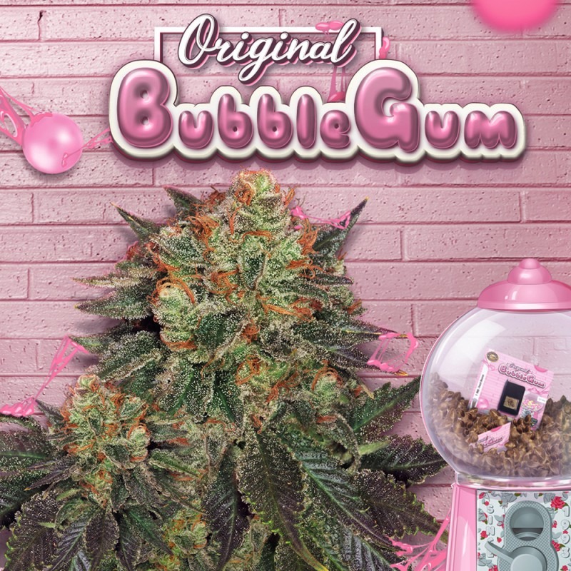 Bubblegum - T.H. Seeds feminisiert 6er Pack