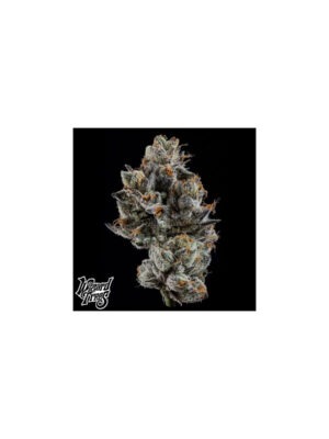 Cali Tings - Wizard Trees feminisiert 3er Pack
