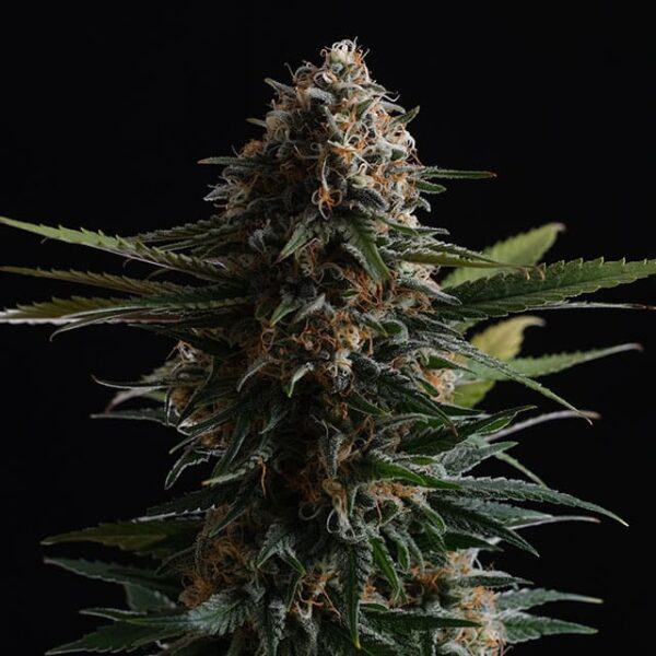 candy-cream-go-fast.jpg #6760