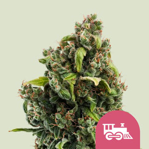 Candy Kush Express Fast - Royal Queen Seeds feminisiert 3er Pack