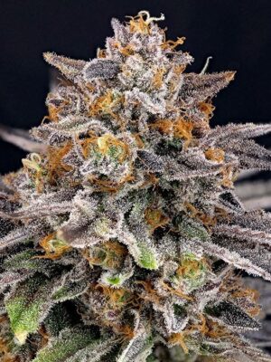 Candygaz - Ripper Seeds feminisiert 3er Pack
