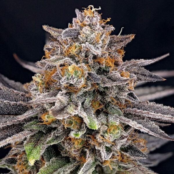 candygaz-feminized-marijuana-seeds.jpg Candygaz - Ripper Seeds feminisiert 3er Pack