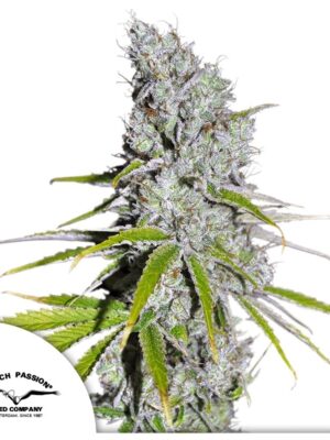 Skunk Haze CBD Dutch Passion feminisiert 3er Pack