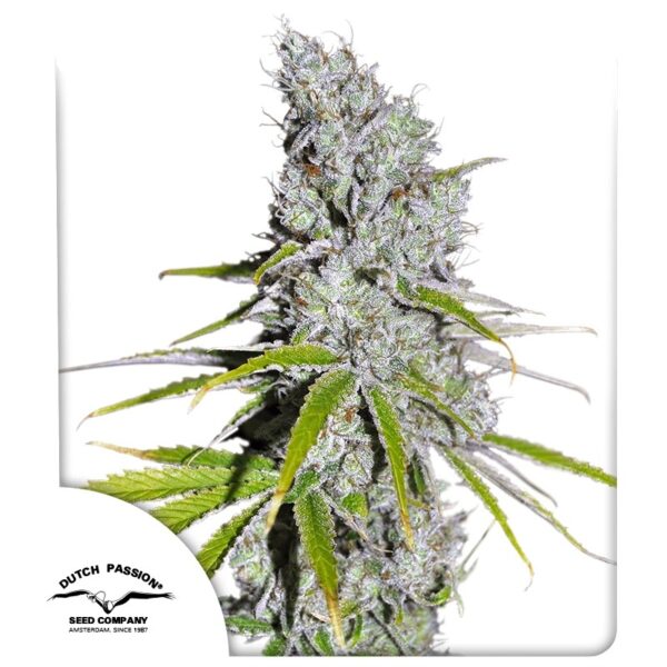 cbd-skunk-haze.jpg Skunk Haze CBD Dutch Passion feminisiert 3er Pack