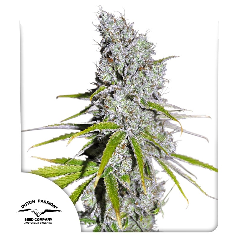 Skunk Haze CBD Dutch Passion feminisiert 3er Pack