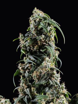 cbdv-auto-flower.jpg CBDV Auto - Kannabia feminisiert 3er Pack