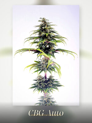 CBG Auto – Kannabia feminisiert 3er Pack CBG Auto - Kannabia feminisiert 3er Pack