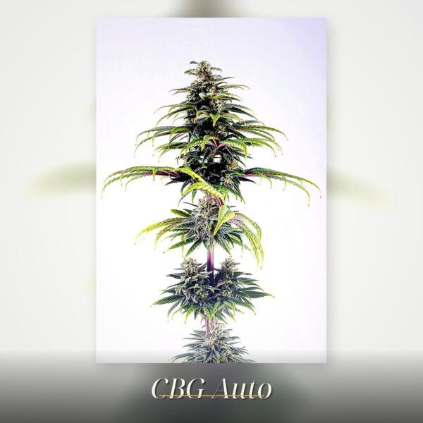 CBG Auto – Kannabia feminisiert 3er Pack CBG Auto - Kannabia feminisiert 3er Pack
