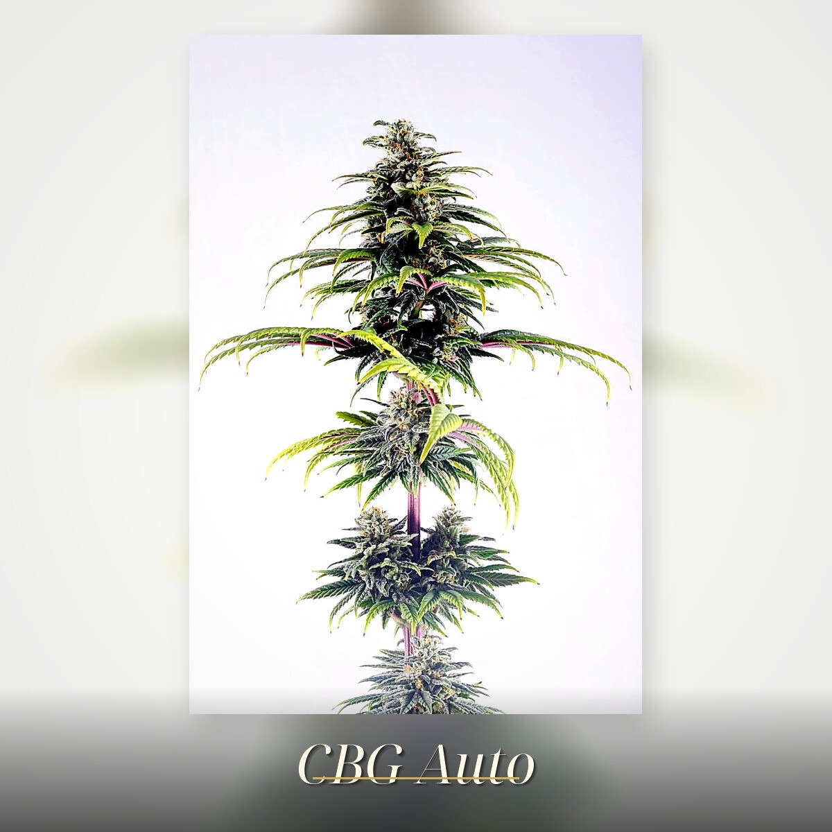 CBG Auto - Kannabia feminisiert 3er Pack