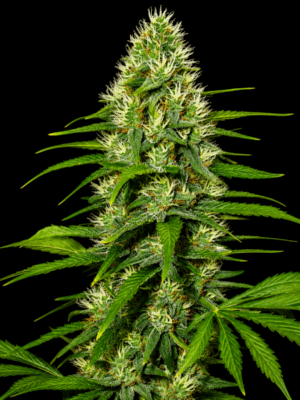 Cheese X Whidow - Marj Jane feminisiert 3er Pack