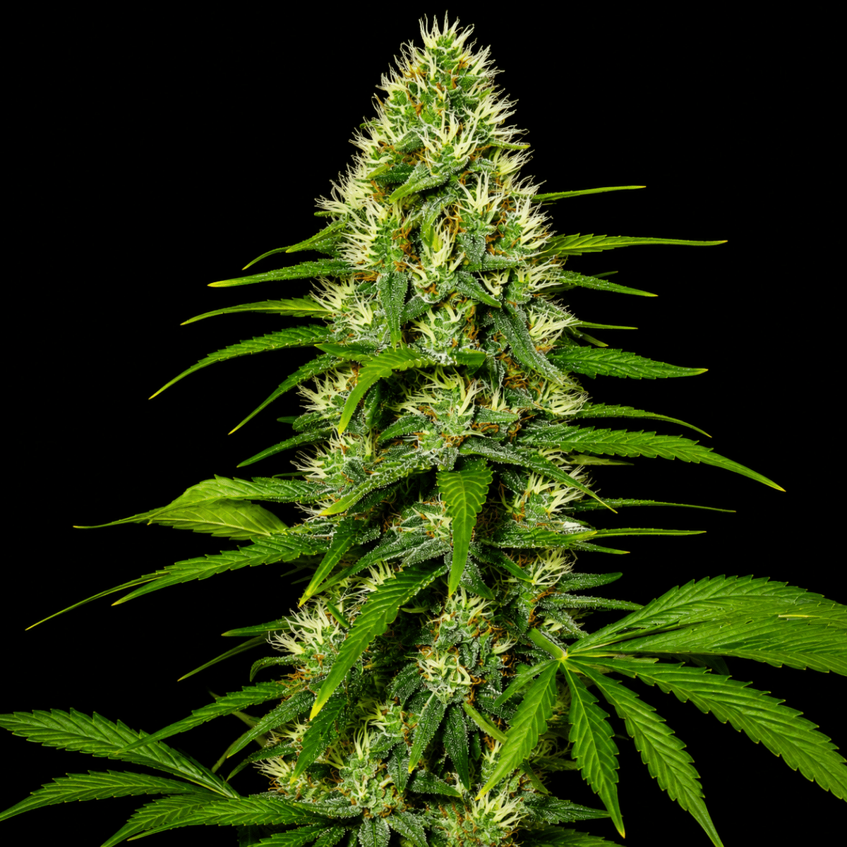 Cheese X Whidow - Marj Jane feminisiert 3er Pack