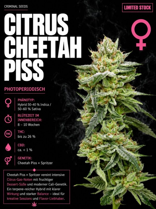 Cheetah Piss feminisiert Crminial Seeds 3er Pack Cheetah Piss feminisiert Crminial Seeds 3er Pack