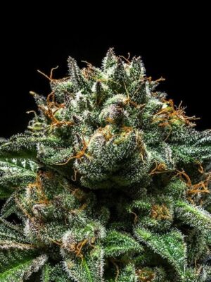 Chempie - Ripper Seeds feminisiert 3er Pack