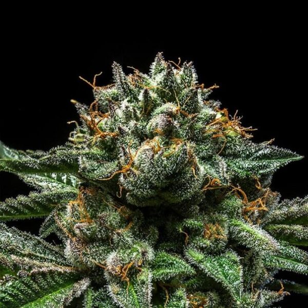 Chempie - Ripper Seeds feminisiert 3er Pack