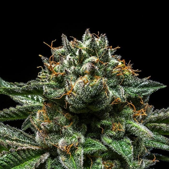 Chempie - Ripper Seeds feminisiert 3er Pack