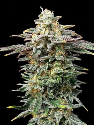 cherry-dream-flower.jpg Cherry Dream - Kannabia feminisiert 3er Pack