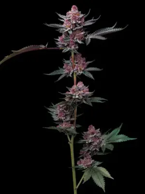 Cherry Poppers - Barneys Farm feminisiert 3er Pack