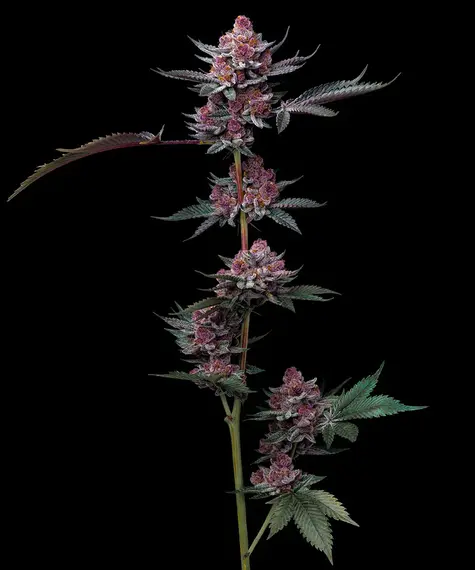cherry poppers