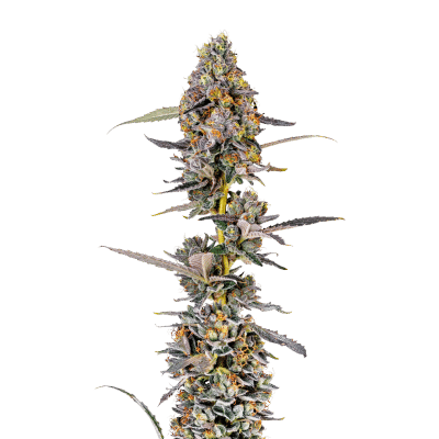 Cherry MAC Muffin – Growers Choice feminisiert 3er Pack Cannabis Samen
