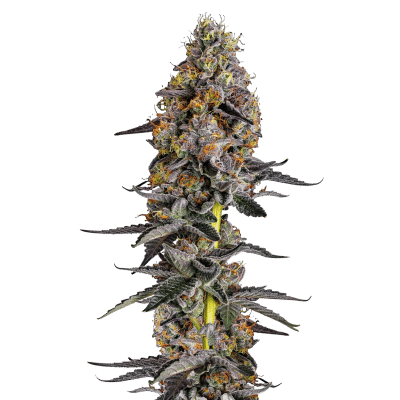 cherry_zoap1_1_.png Cherry Zoap Auto – Growers Choice feminisiert 3er Pack Cannabis Samen