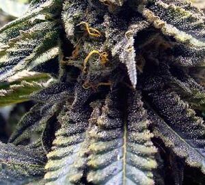 chocolate-mint-og-fem-2_512x270.jpg Chocolate Mint Og - Humboldt Seeds feminisiert 3er Pack