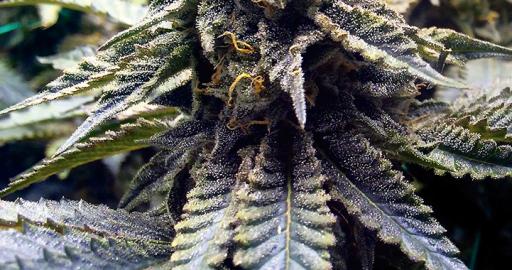 chocolate-mint-og-fem-2_512x270.jpg Chocolate Mint Og - Humboldt Seeds feminisiert 3er Pack