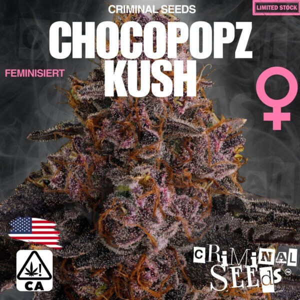 Chocopopz Kush - Criminal Seeds feminisiert 3er Pack