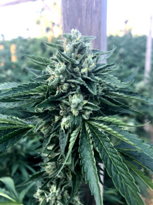 Cinnamon Buddha Og – Humboldt Seeds feminisiert 3er Pack Cinnamon Buddha Og - Humboldt Seeds feminisiert 3er Pack