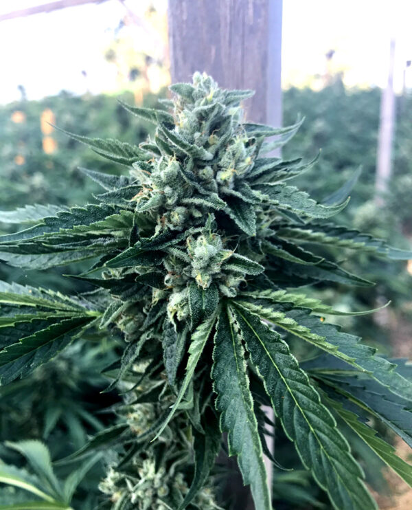 Cinnamon Buddha Og – Humboldt Seeds feminisiert 3er Pack