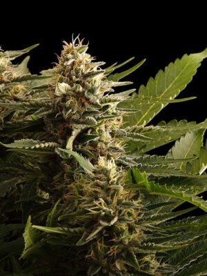 colombian-jack-flower.jpg Colombian Jack - Kannabia feminisiert 3er Pack