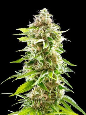 cookies-haze-flower.jpg Cookies Haze - Kannabia feminisiert 3er Pack