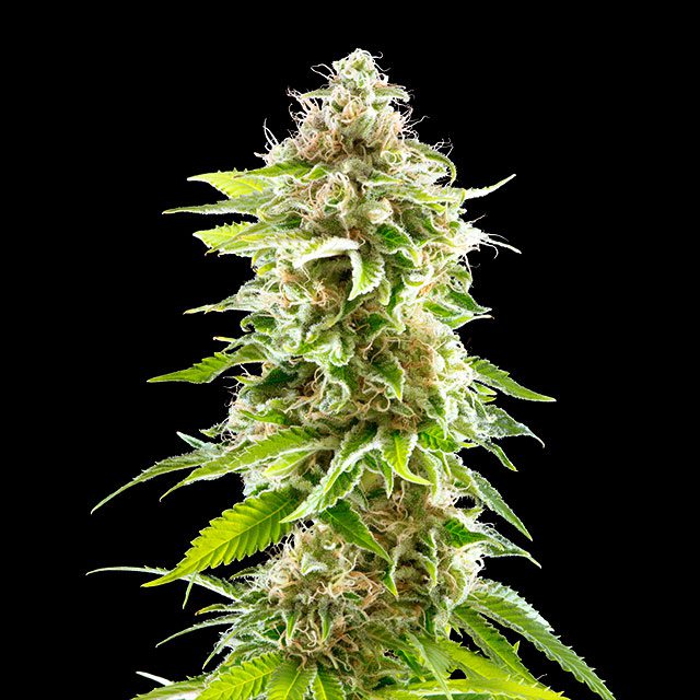 Cookies Haze - Kannabia feminisiert 3er Pack