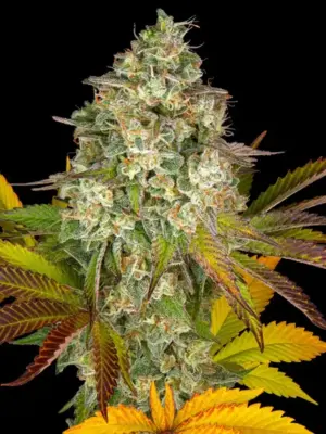 Cookies Kush Auto - Barneys Farm feminisiert 3er Pack