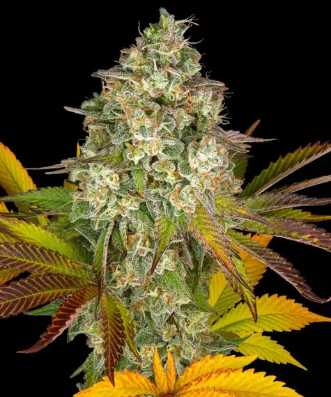 Cookies Kush Auto - Barneys Farm feminisiert 3er Pack