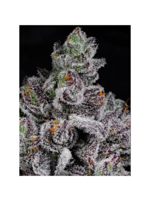 Cotton Candy Lobster – Cipher Genetics feminsiert 3er Pack