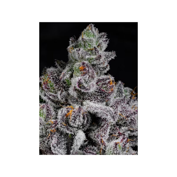 Cotton Candy Lobster – Cipher Genetics feminsiert 3er Pack