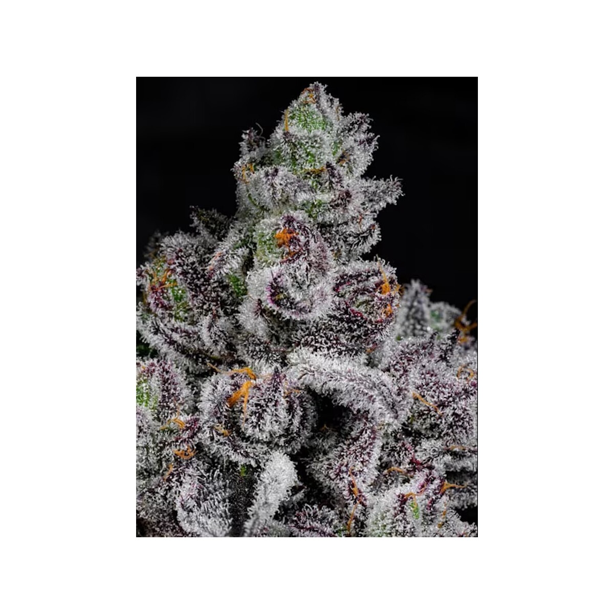 Cotton Candy Lobster - Cipher Genetics feminsiert 3er Pack