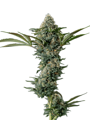 Crazy Roses Fast Version – Growers Choice feminisiert 3er Pack Cannabis Samen