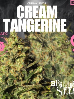 Cream Tangerine Auto - Criminal Seeds feminisiert 3er Pack