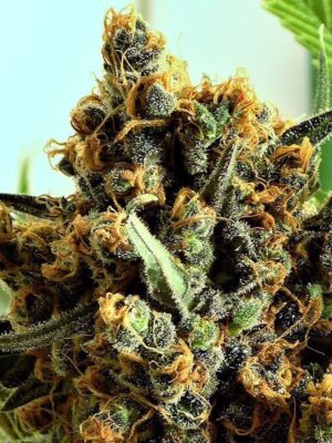 Criminal + - Ripper Seeds feminisiert 3er Pack