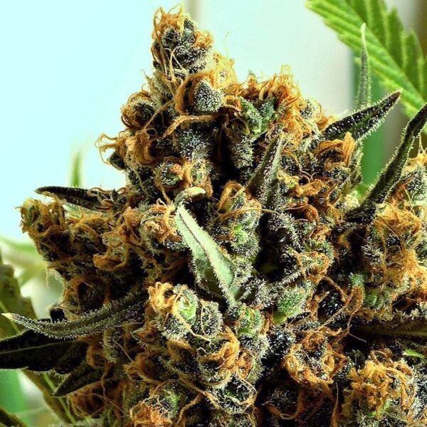 Criminal + - Ripper Seeds feminisiert 3er Pack